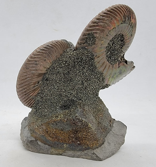 Iridescent Pyritized Ammonites | Russia