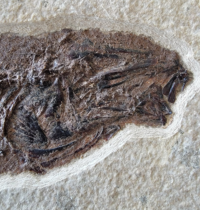 Notogoneus osculus Juvenile Fossil Fish | Green River Formation | Natural Specimen