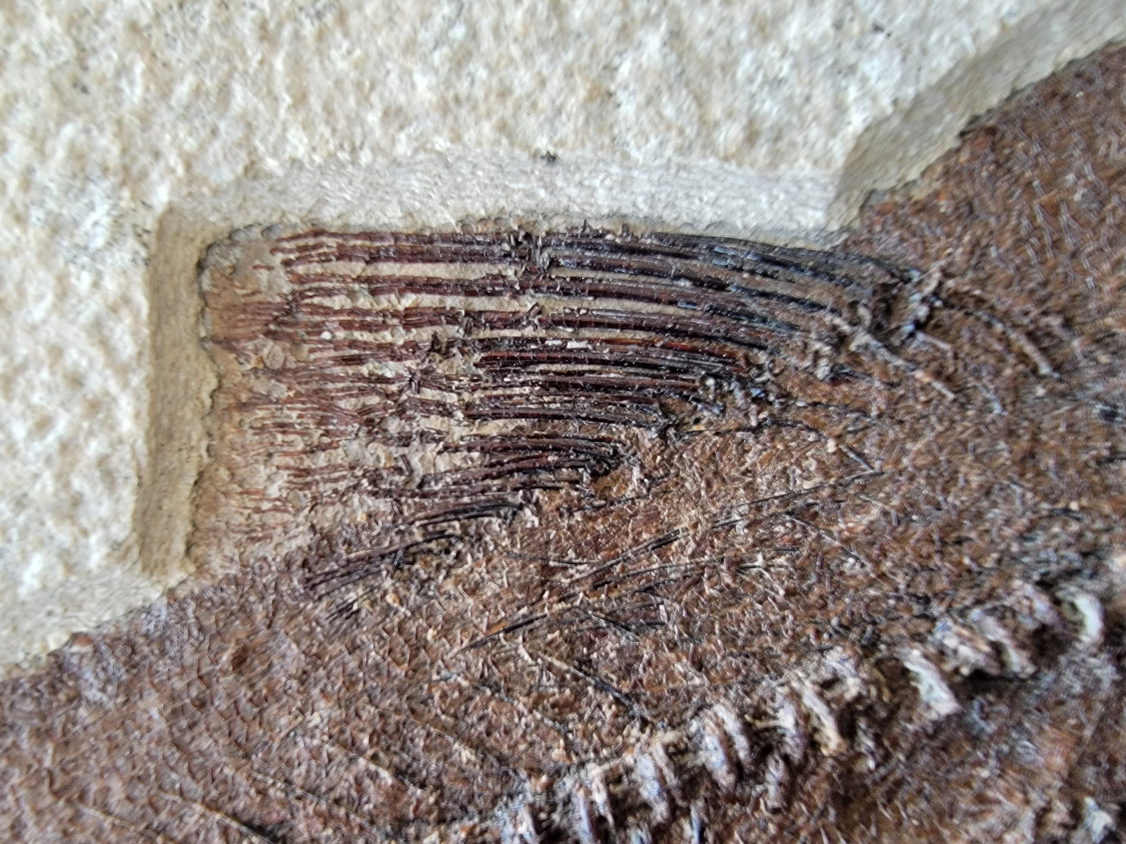 Notogoneus osculus Juvenile Fossil Fish Green River Formation