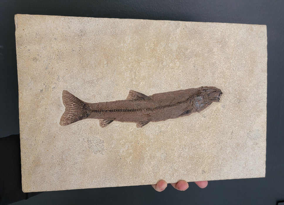 Notogoneus osculus Juvenile Fossil Fish | Green River Formation | Natural Specimen