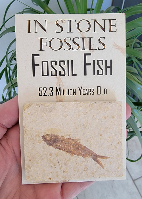 Fossil Mini Fish (Knightia eocaena) | Eco-Friendly | Green River Formation