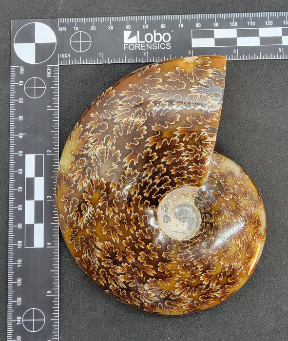 Sutured Ammonite | Madagascar