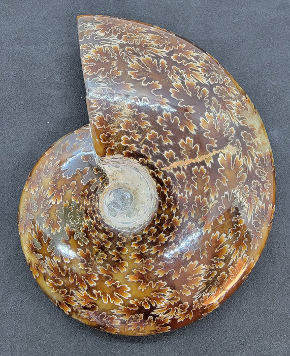 Sutured Ammonite | Madagascar