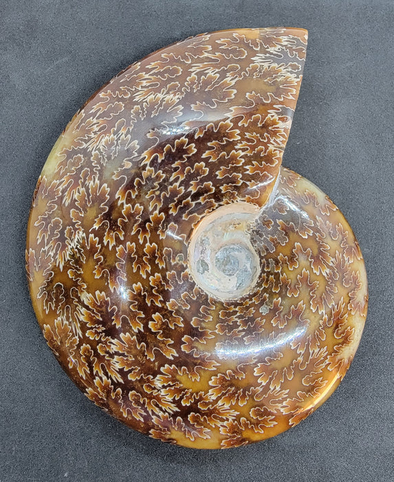 Sutured Ammonite | Madagascar