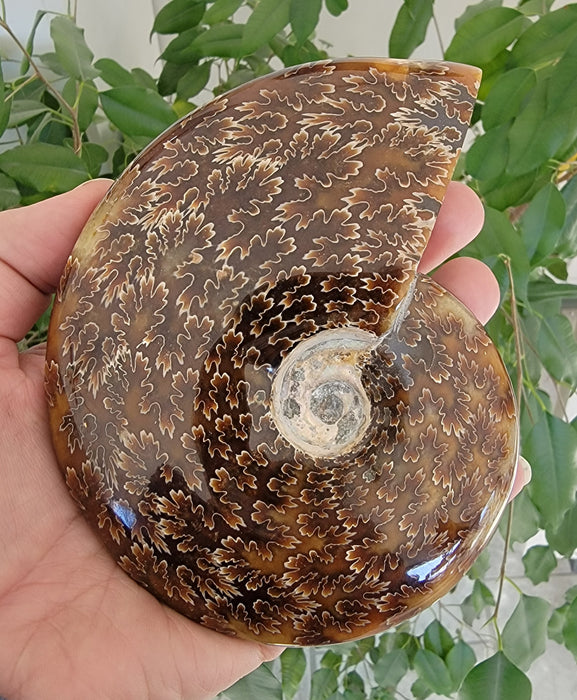 Sutured Ammonite | Madagascar