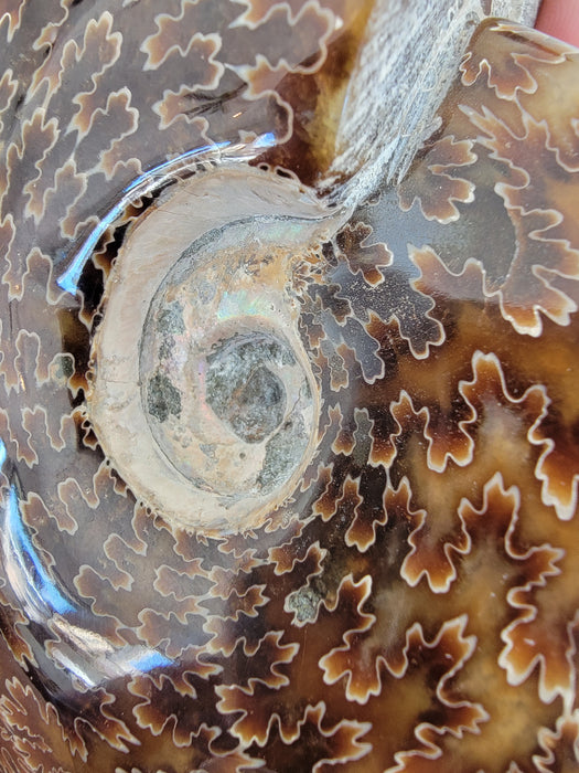 Sutured Ammonite | Madagascar