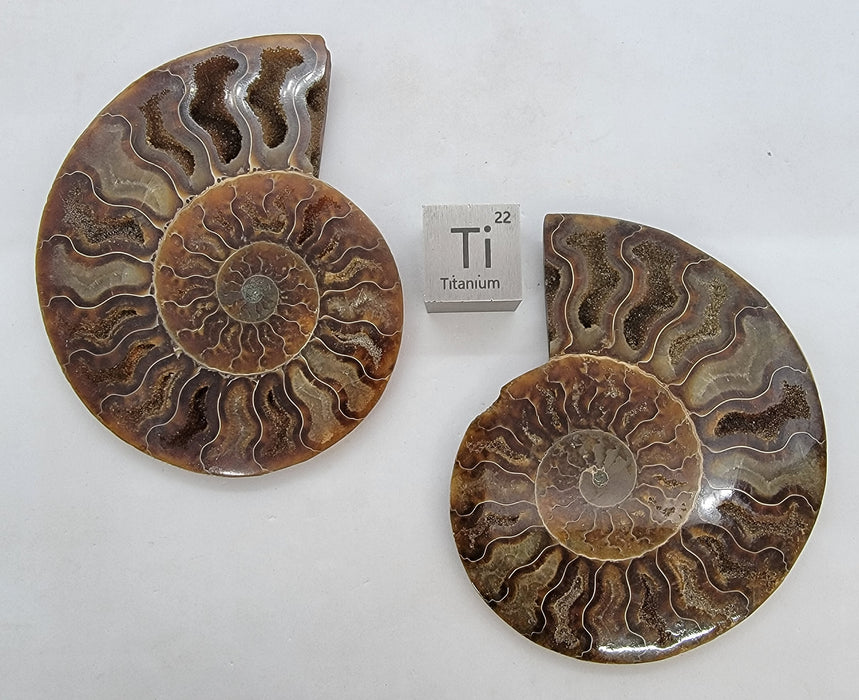 Ammonite Pair 4.75" | Madagascar