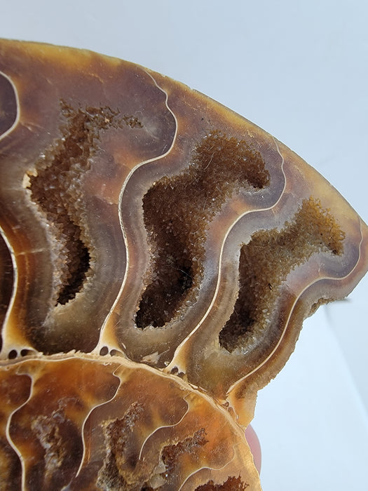 Ammonite Pair 4.75" | Madagascar