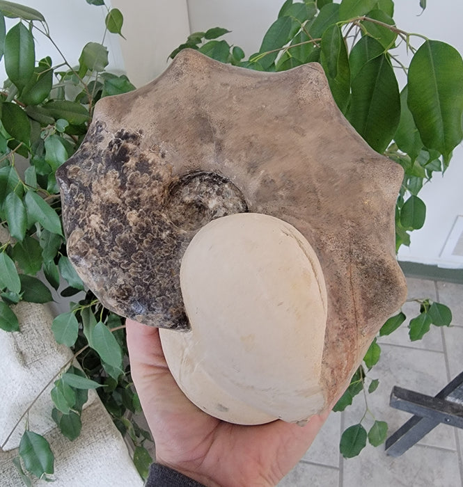 Ammonite Mammite Nodosoide | Morocco