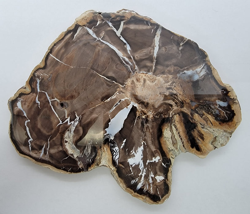 A++ Quality Petrified Wood | Mcdermitt, Oregon
