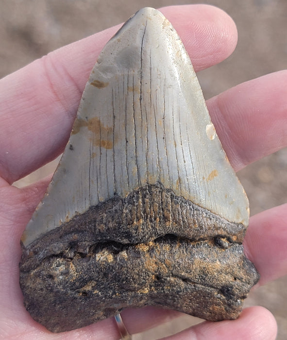 3" Megalodon Tooth