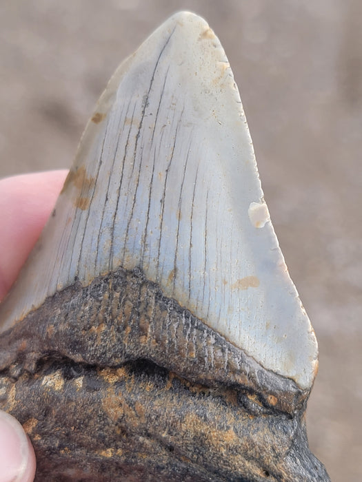 3" Megalodon Tooth