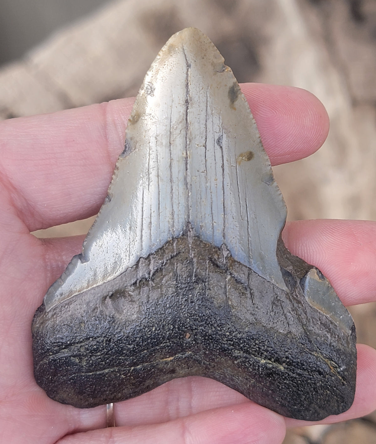 megalodon shark teeth