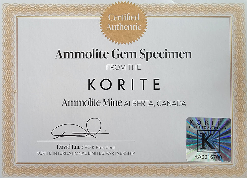 Canadian Free Form Ammolite Gem Specimen | 98 ct | Canada