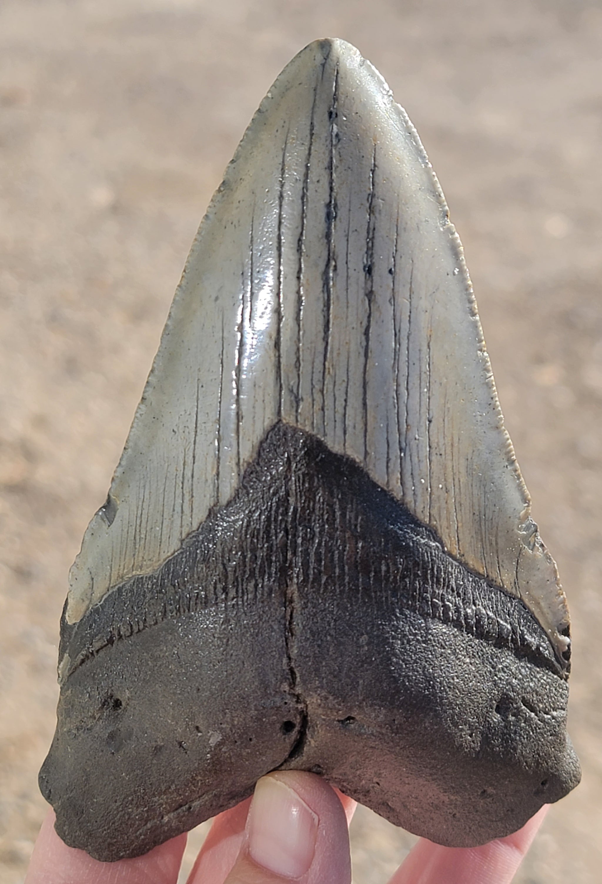 Authentic Megalodon Shark Teeth For Sale | InStoneFossils.com — In