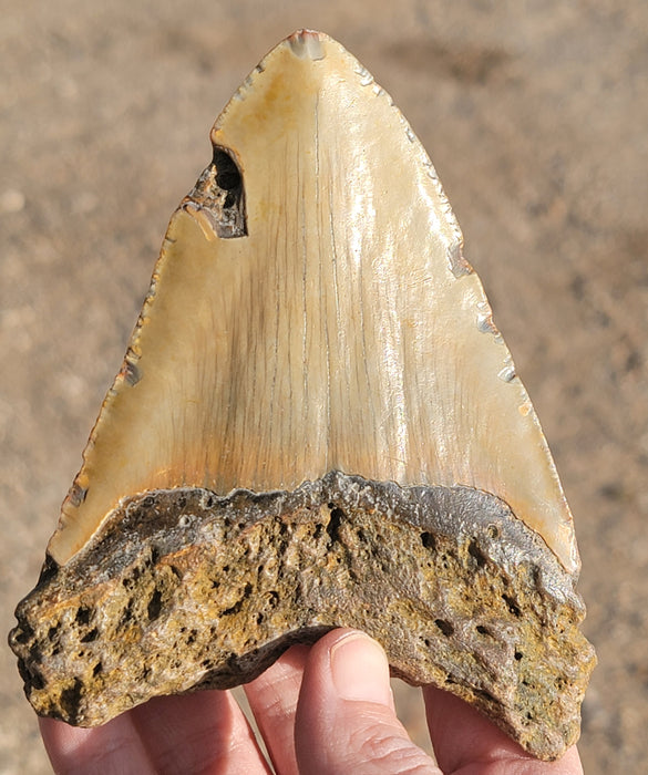 4.75" Megalodon Tooth