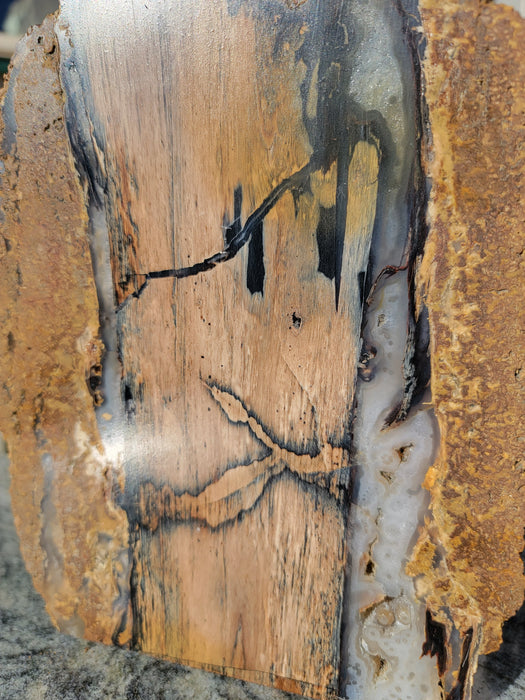 Free Form Blue Forest Chalcedony Agatized Unpolished Petrified Hardwood Slab | Eden Valley | Wyoming