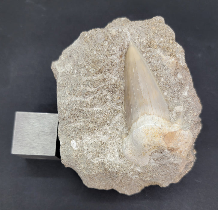 Otodus obliquus Shark Tooth in Matrix