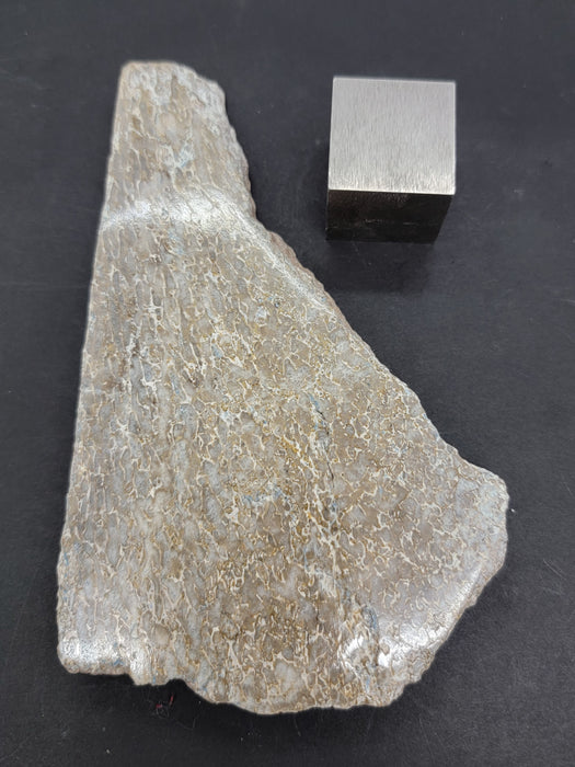 Authentic Dinosaur Bone Slice | Morocco