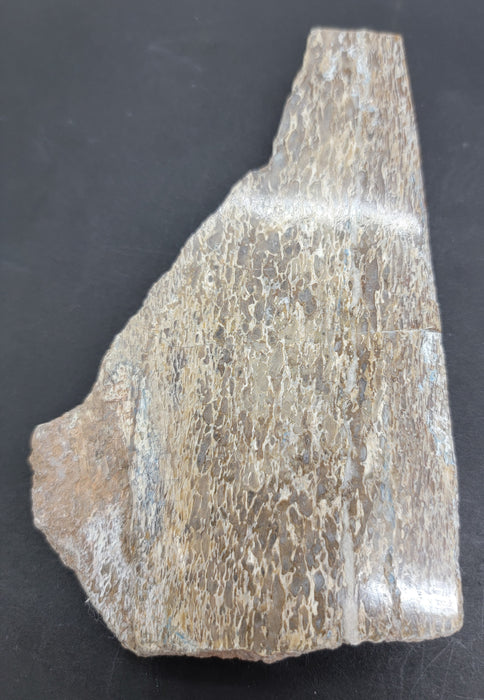 Authentic Dinosaur Bone Slice | Morocco