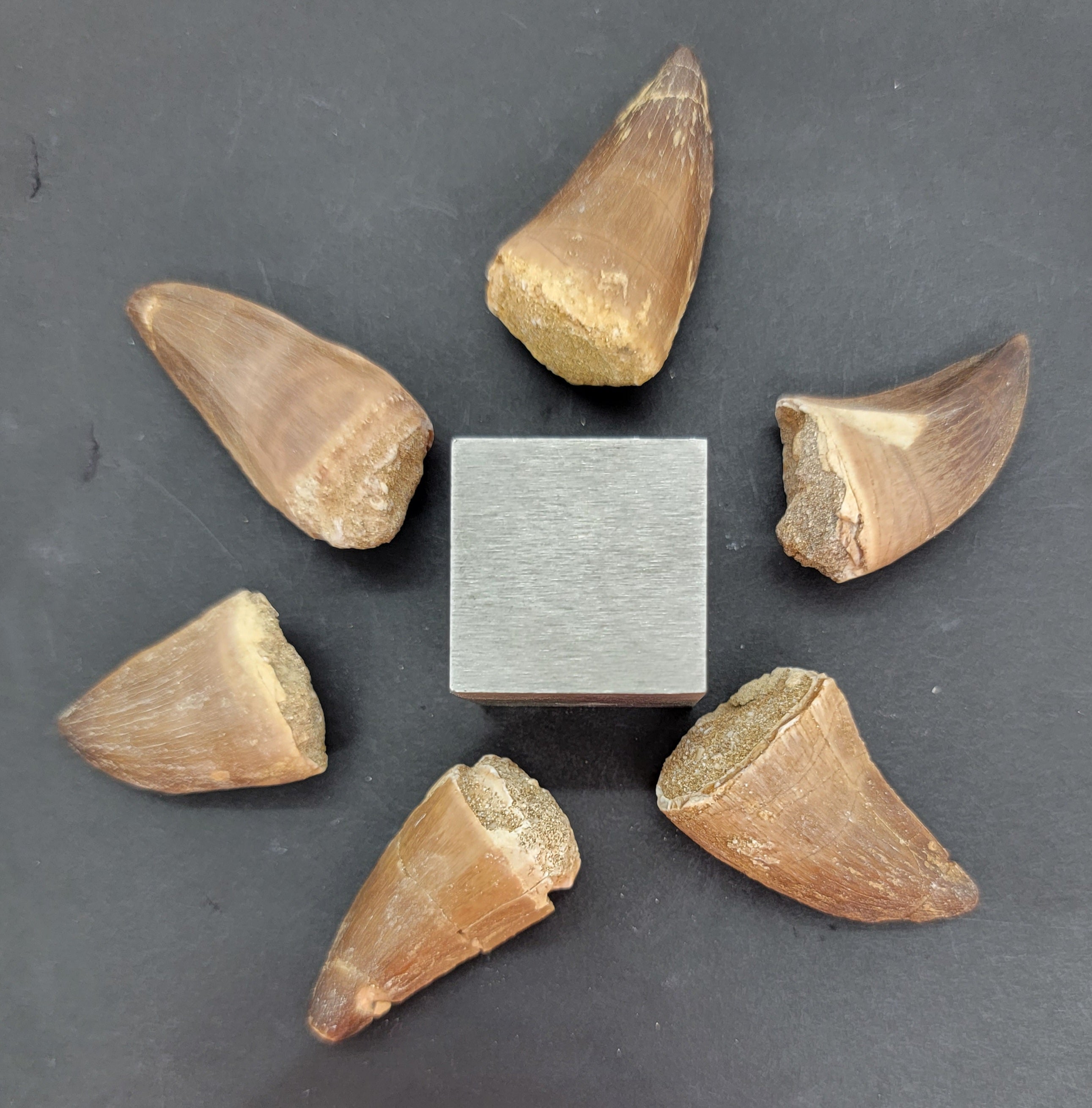 Mosasaur Teeth (loose) | Morocco 6944215400603