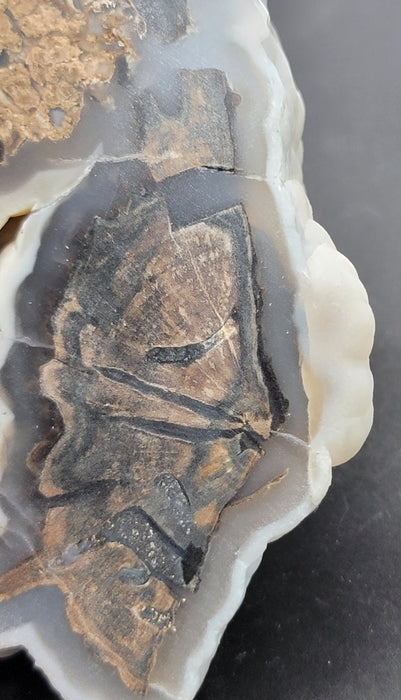 Blue Forest Botryoidal Chalcedony Agatized Unpolished Petrified Hardwood Slab | Eden Valley | Wyoming