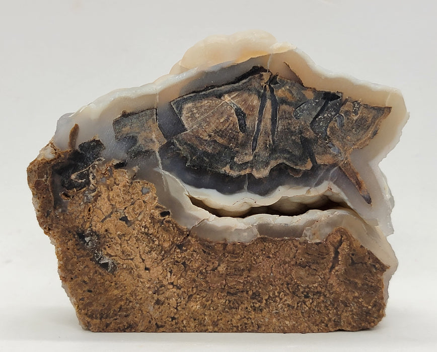 Blue Forest Botryoidal Chalcedony Agatized Unpolished Petrified Hardwood Slab | Eden Valley | Wyoming