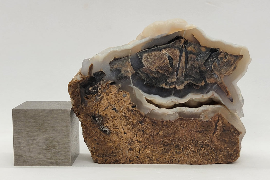 Blue Forest Botryoidal Chalcedony Agatized Unpolished Petrified Hardwood Slab | Eden Valley | Wyoming