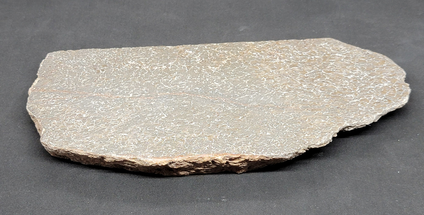 Authentic Dinosaur Bone Slice | Morocco