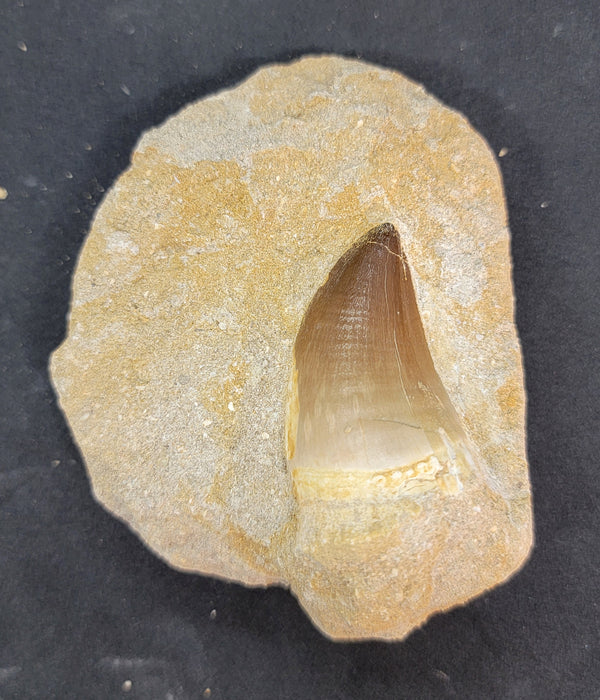 Huge Mosasaur Tooth in Matrix