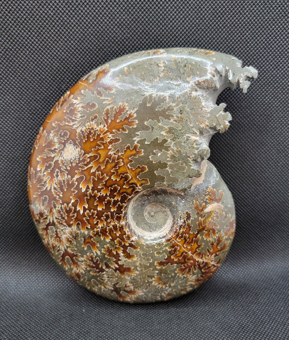 Whole Madagascan Ammonite