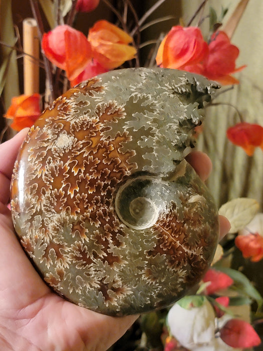 Whole Madagascan Ammonite