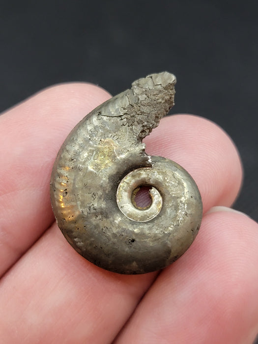 Pyritized Ammonite
