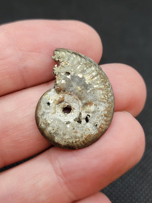 Pyritized Ammonite