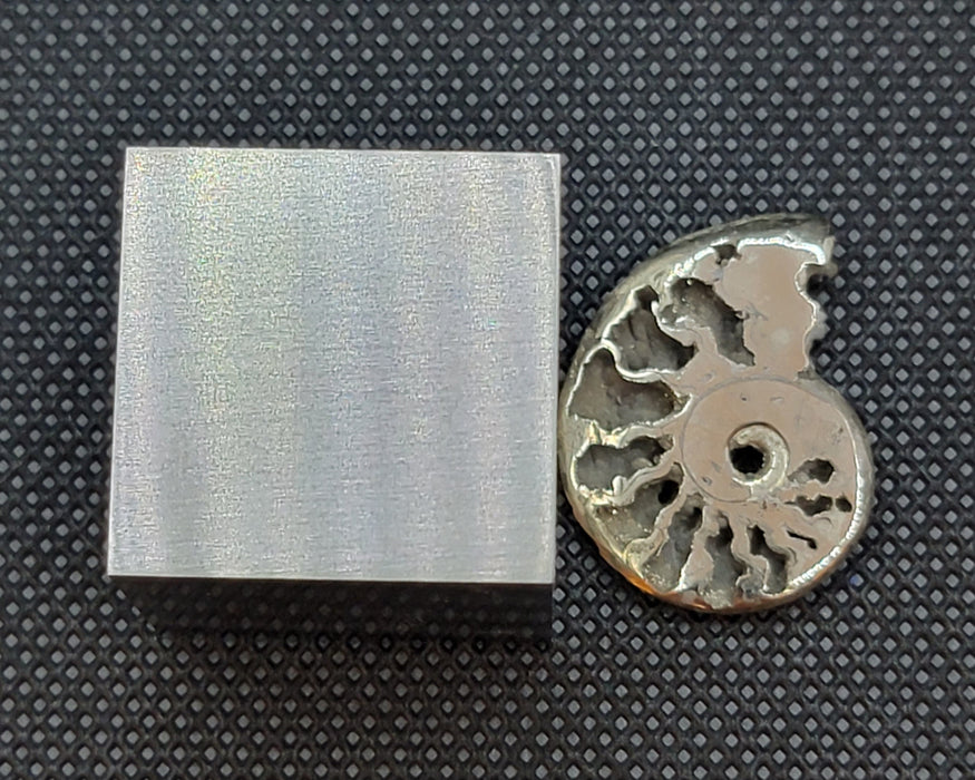 Pyritized Ammonite