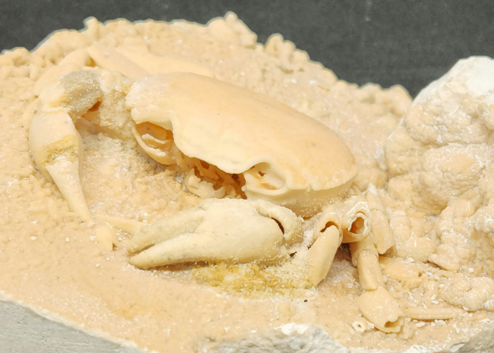 Potamon Species Fossil Crab Preserved in Travertine | Turkey