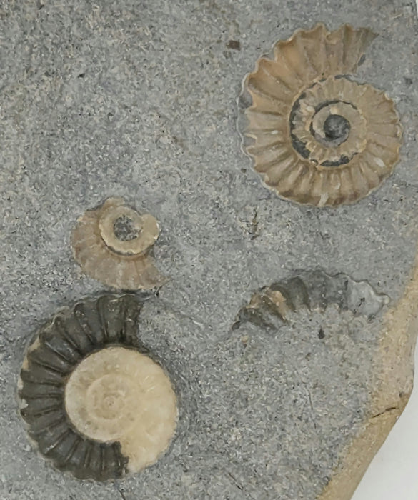 Promicroceras planicosta Ammonite