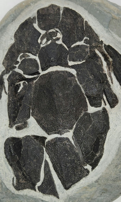 5.5" Devonian Armored Fish Fossil | Canada