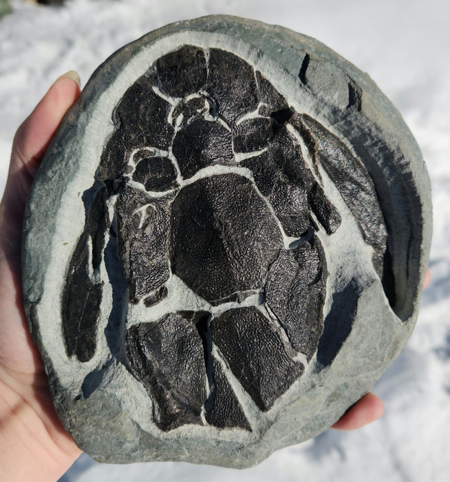 5.5" Devonian Armored Fish Fossil | Canada