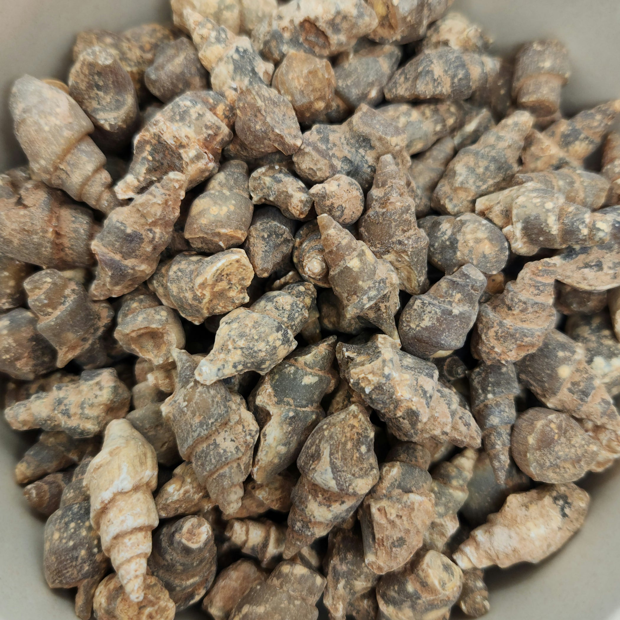 Fossil Gastropod Shell 7955330597086 — In Stone Fossils