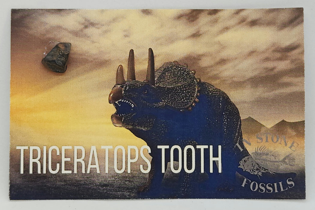 Cretaceous Triceratops Tooth | Montana