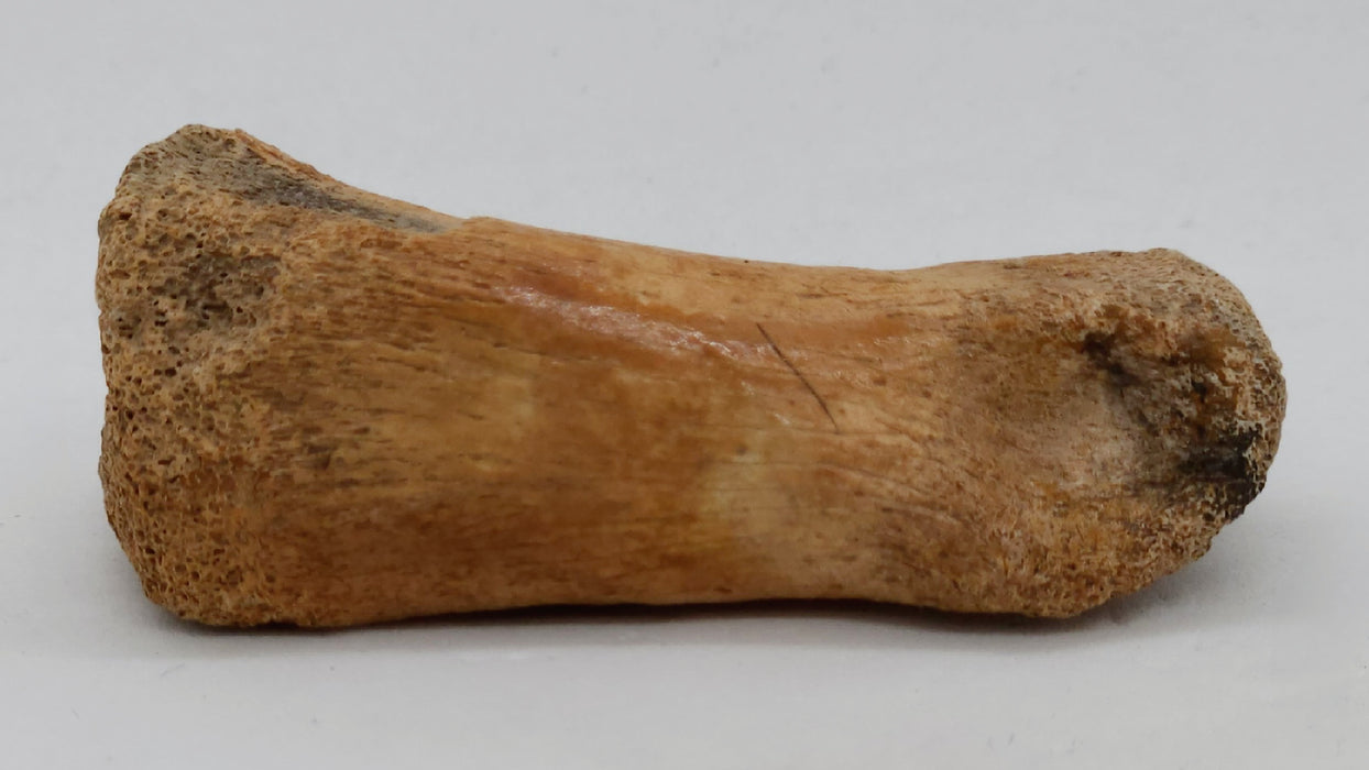Theropod Toe Bone