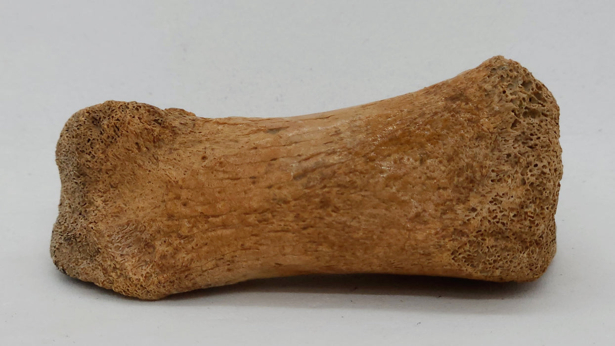 Theropod Toe Bone