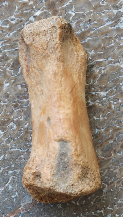 Theropod Toe Bone