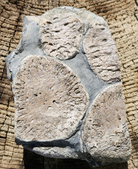 Partial Ichthyosaurus Paddle | England