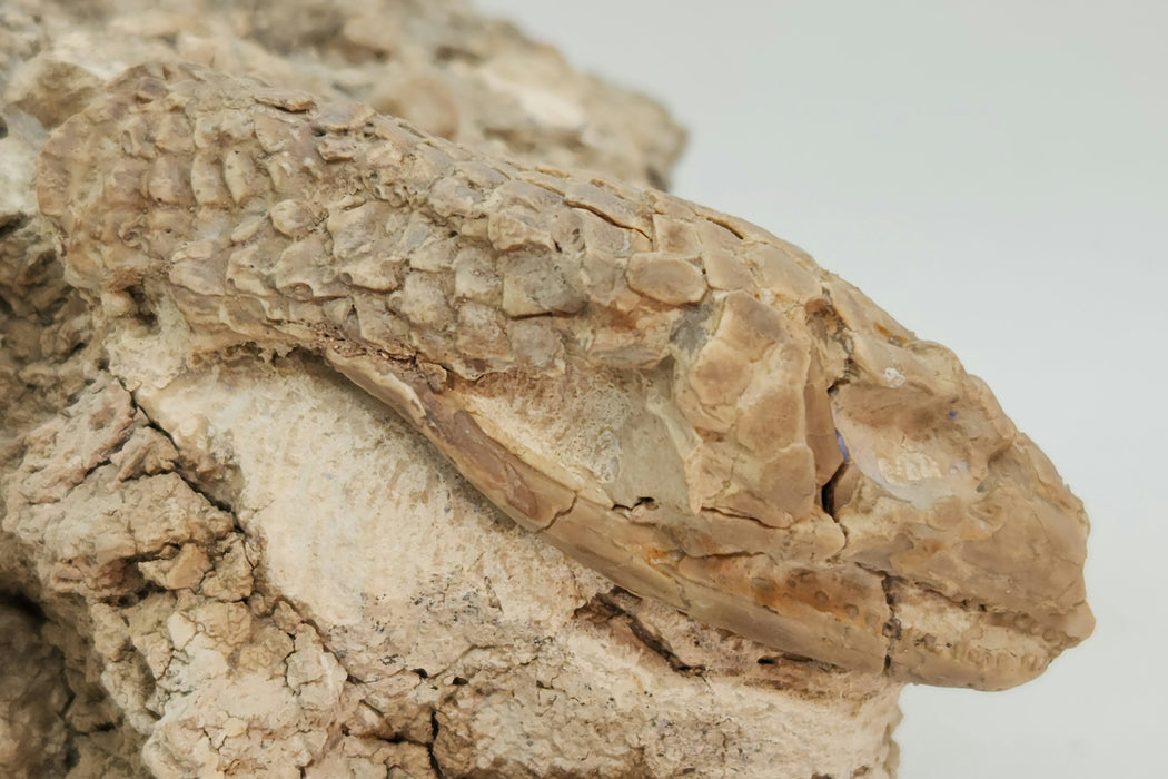 Armored Lizard Skull (Peltosaurus sp.) | South Dakota