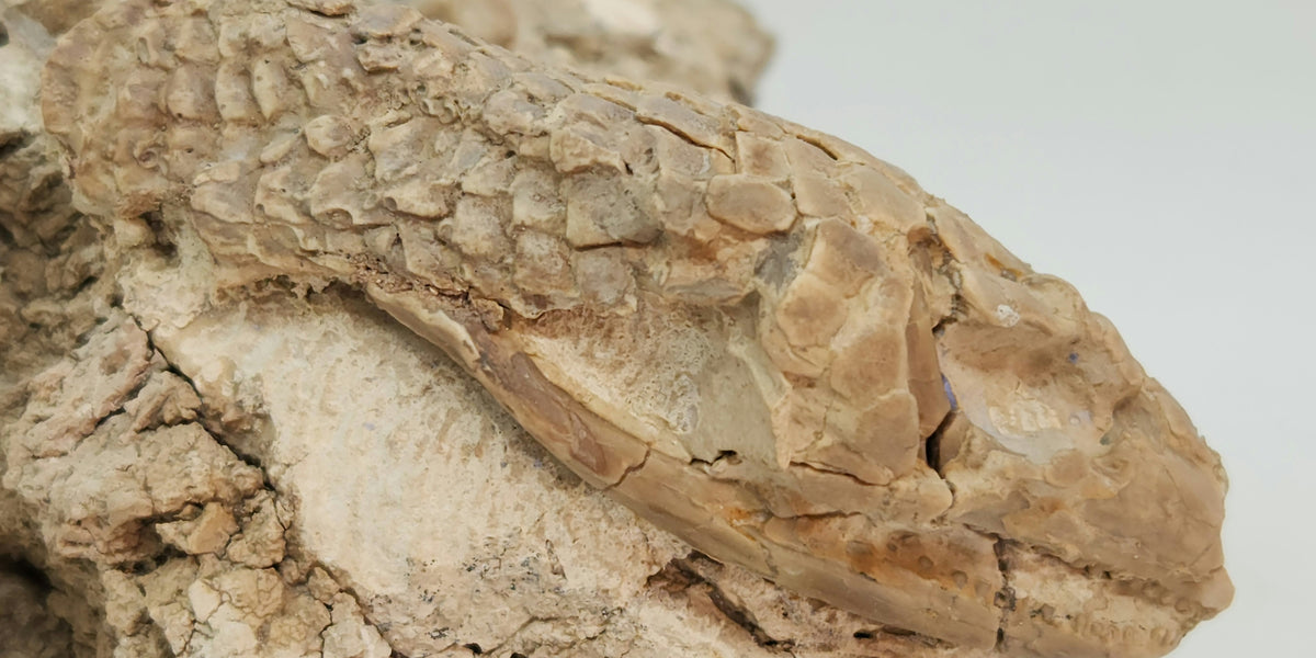 20230318_104752_1200x600_crop_