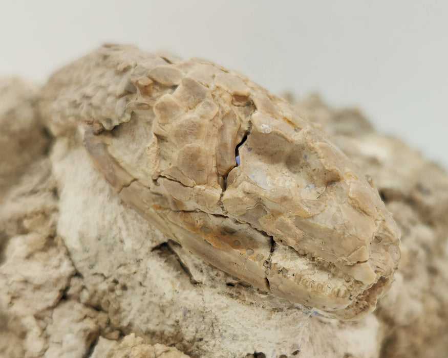 Armored Lizard Skull (Peltosaurus sp.) | South Dakota