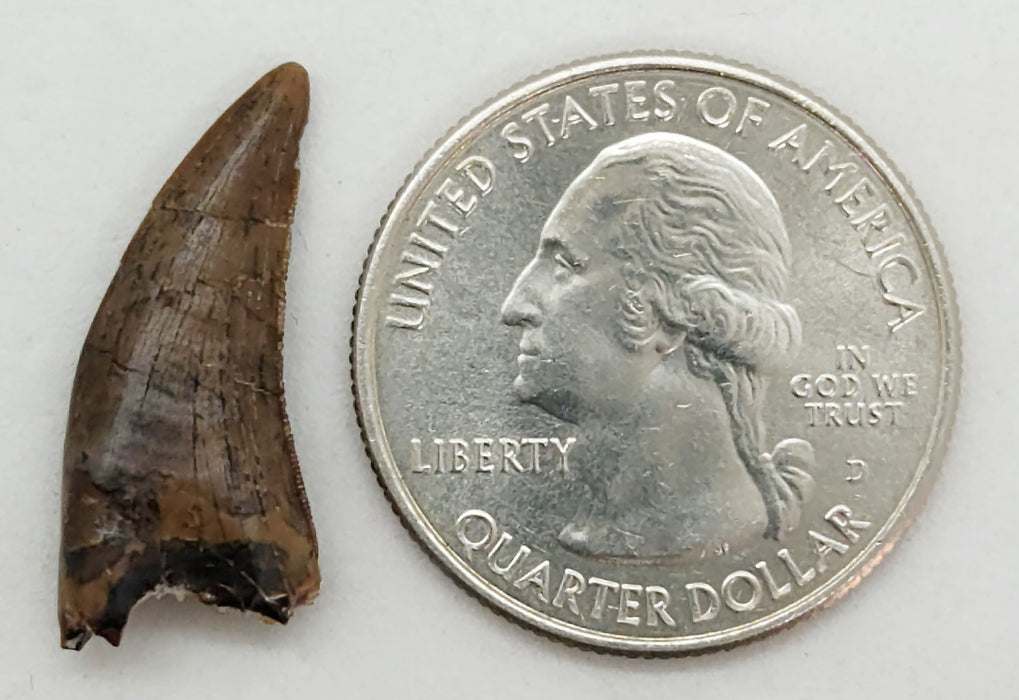 Nanotyrannus Tooth | Lance Creek Formation | Wyoming
