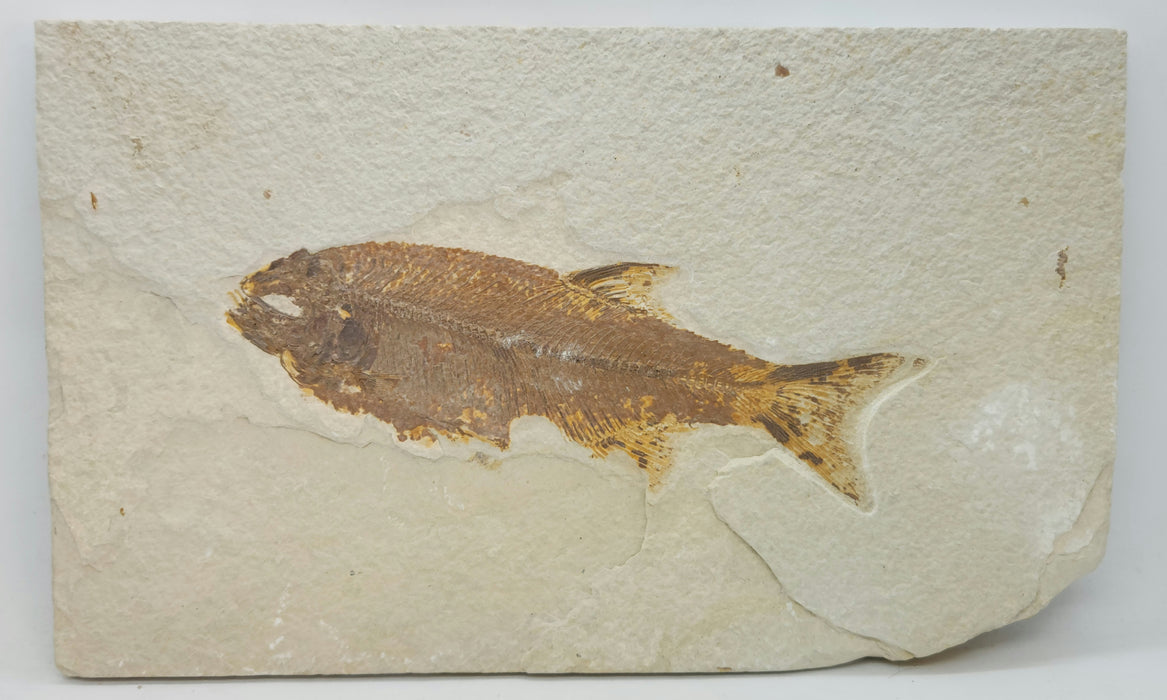 Very Rare Mooneye (Eohiodon) Fish | Green River Formation | Wyoming